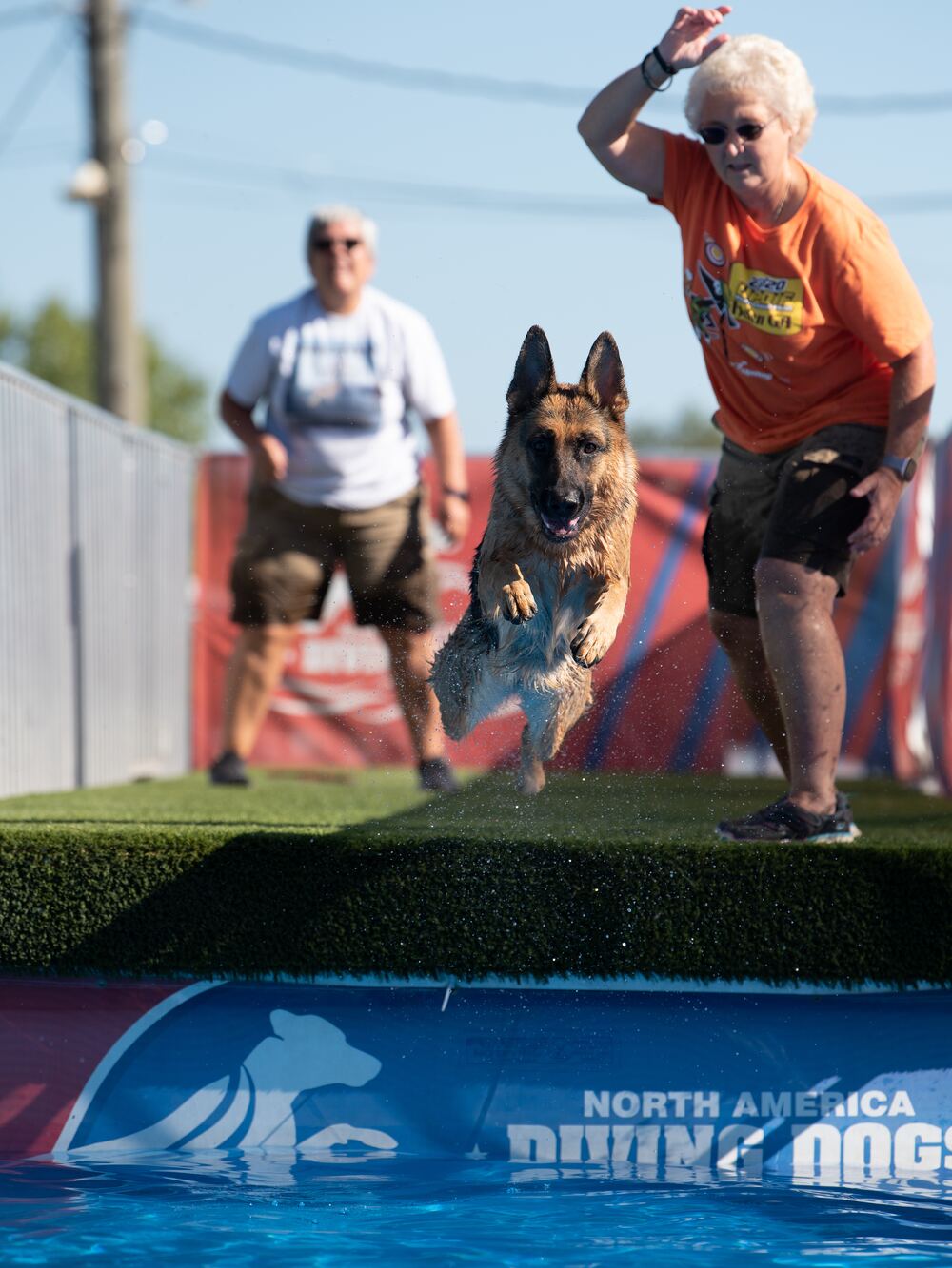A German Shepherd launching off the dock at a North America Diving Dogs event, front legs tucked, handler following through behind.